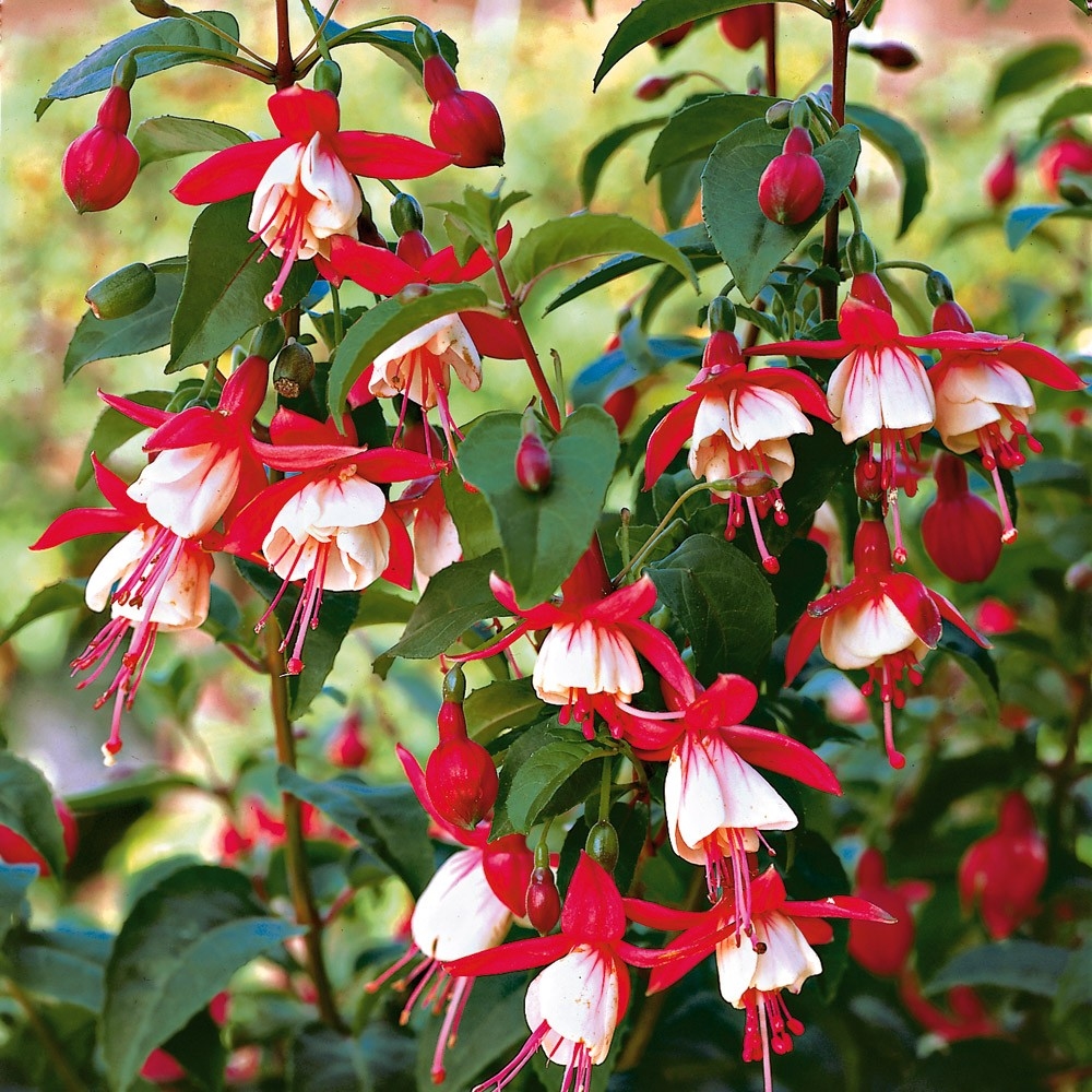 Комнатный цветок с красными колокольчиками фото